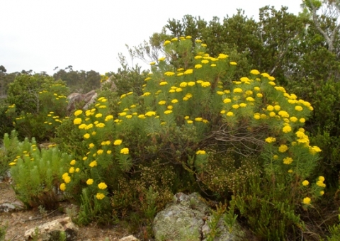 Hymenolepis crithmifolia flourishing
