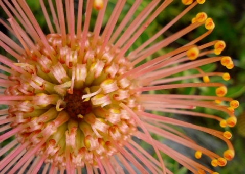 Leucospermum cordifolium bird's eye close-up