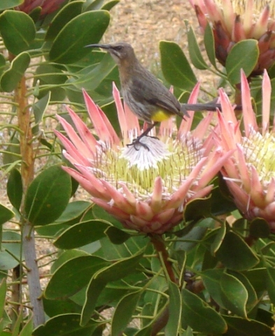 Protea cynaroides and Cape sugarbird