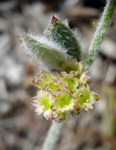 Centella difformis flowers