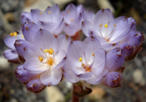 Dilatris pillansii flowers