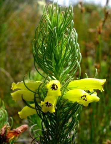 Erica viscaria subsp. longifolia leaves