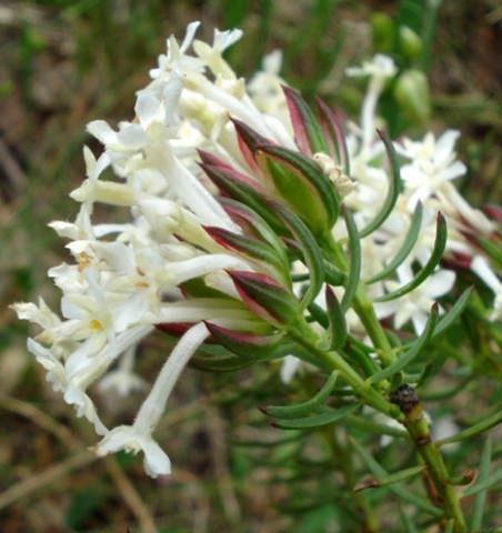 Gnidia pinifolia side on view
