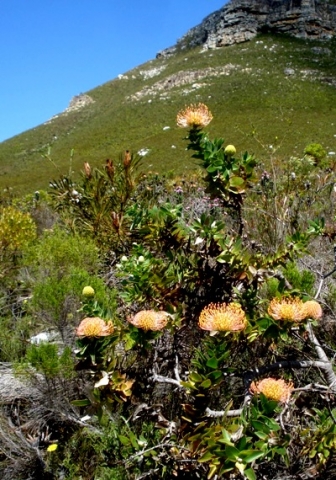 Leucospermum cordifolium at home