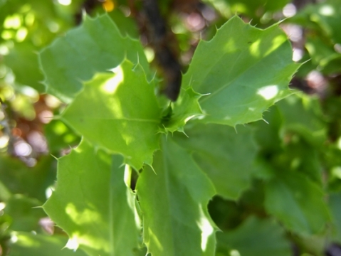 Berkheya spinosa young leaves