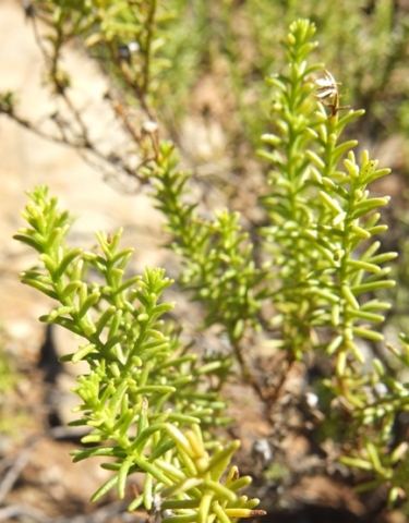 Chrysocoma ciliata leaves