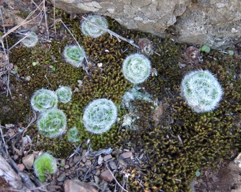 Crassula barbata, rock and moss