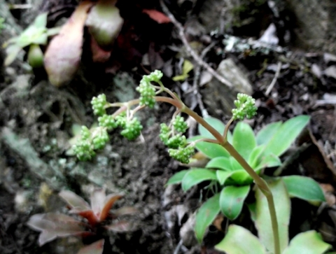 Crassula orbicularis early inflorescence