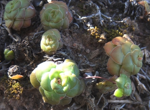 Crassula orbicularis leaves in the Little Karoo