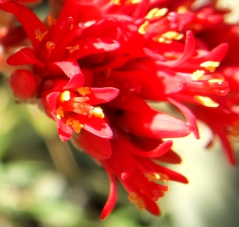 Crassula perfoliata var. minor flowers