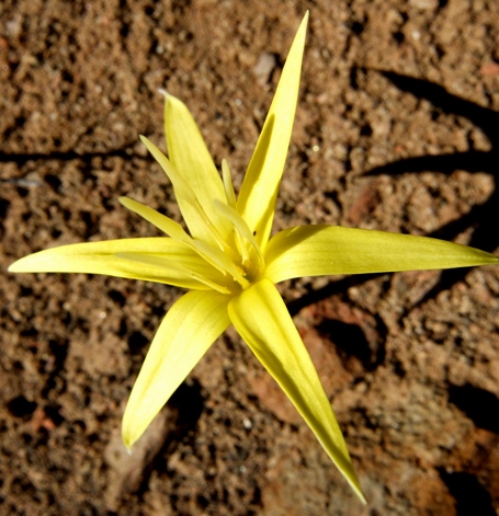 Empodium flexile flower
