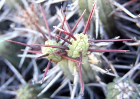 Euphorbia heptagona branching at the top