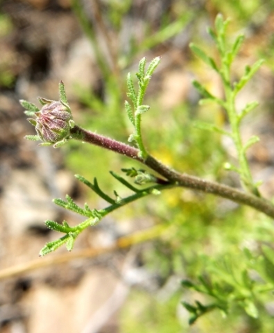 Garuleum bipinnatum flowerhead budding