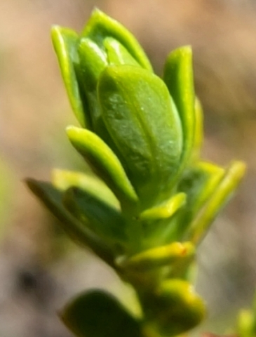 Lasiosiphon deserticola stem-tip leaves