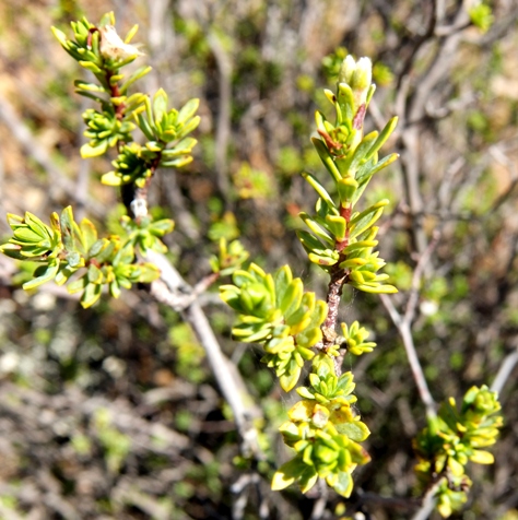 Lasiosiphon deserticola branch