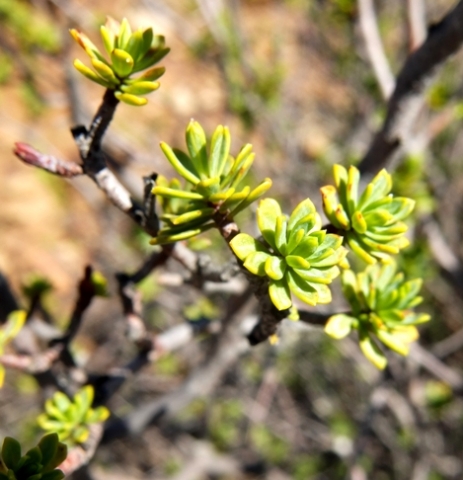 Lasiosiphon deserticola leaf rosettes