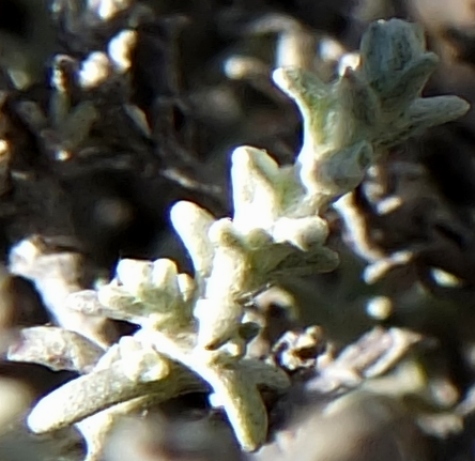 Helichrysum rosum leaves