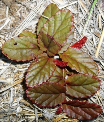Hermannia depressa leaves