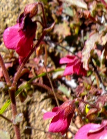 Hermannia cernua flowers