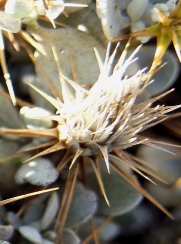 Macledium spinosum dry flowerhead