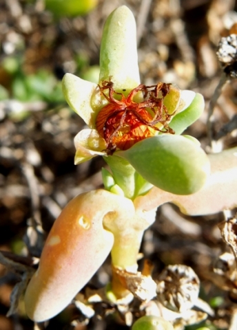 Malephora lutea