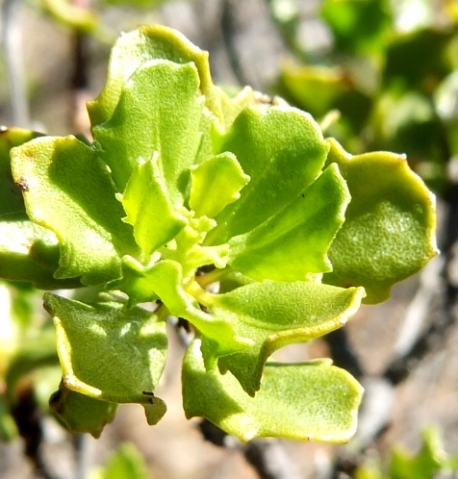 Pegolettia baccaridifolia leaves