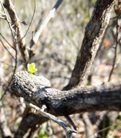 Pegolettia baccaridifolia stems