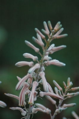Aloe greatheadii var. davyana flower