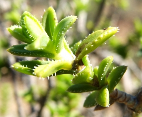 Pteronia staehelinoides leaves