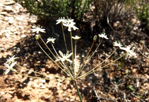 Strumaria gemmata inflorescence from the side