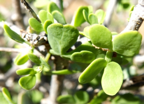 Zygophyllum lichtensteinianum leaves