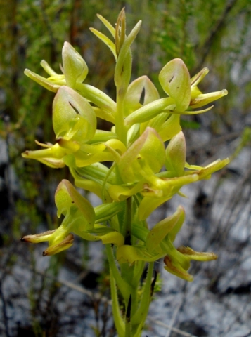 Ceratandra atrata inflorescence