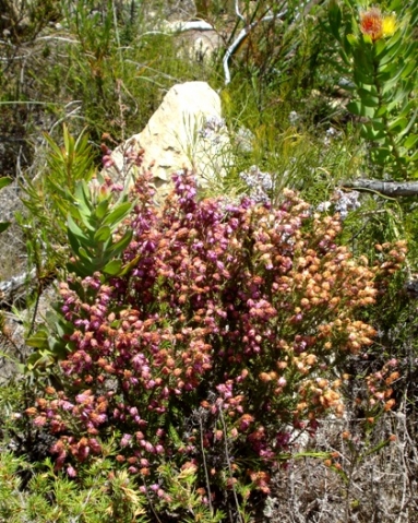 Erica globiceps subsp. consors