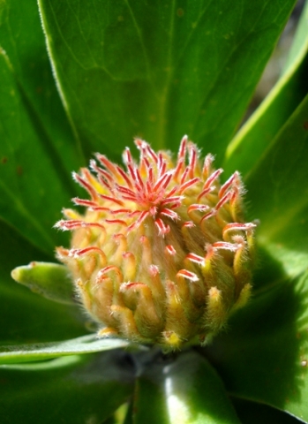 Leucospermum conocarpodendron, early life of a flowerhead