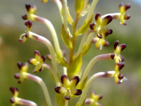 Microdon dubius flowers