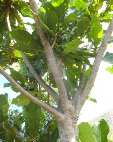Anthocleista grandiflora upper branches