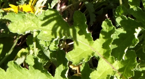 Arctotis arctotoides leaves