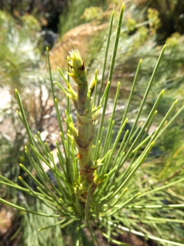 Anginon difforme young stem-tip