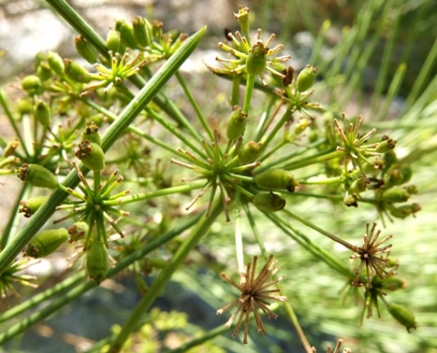 Anginon difforme, double umbels