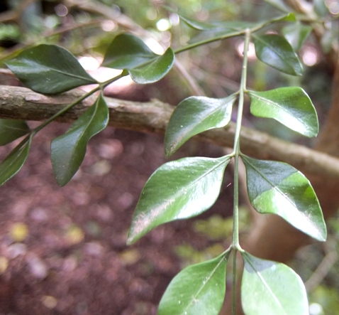 Buxus macowanii leaves