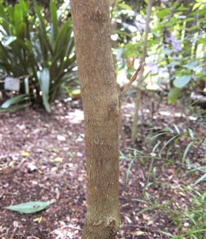 Buxus macowanii stem