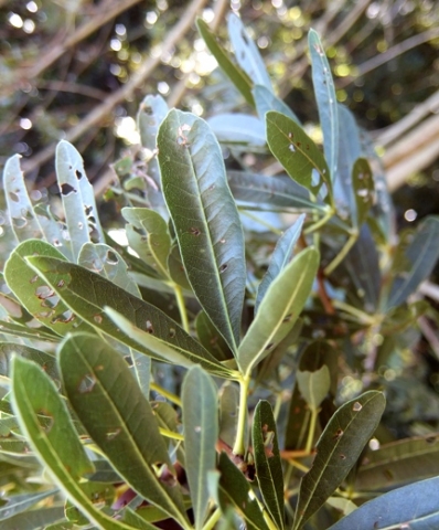 Sterculia alexandri leaves