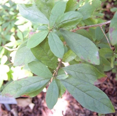 Diospyros simii leaves