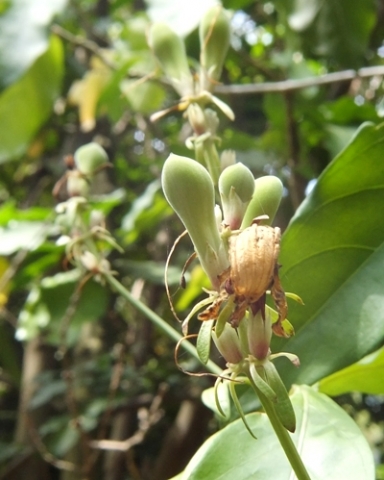 Justicia adhatodoides fruit, sepals and bracts