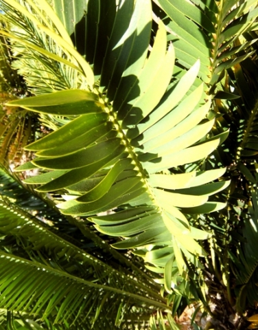 Encephalartos aemulans fronds