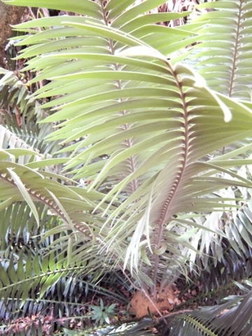Encephalartos paucidentatus brown stem top