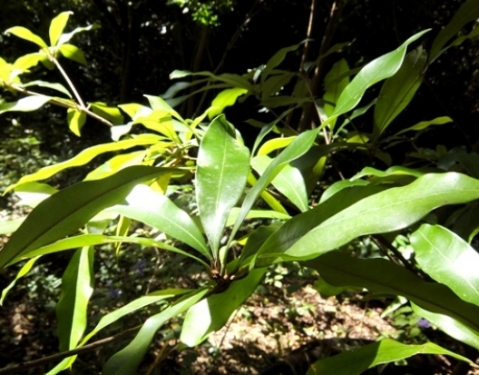 Englerophytum natalense leaves