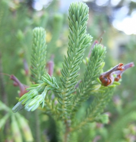 Erica brachialis leafy stem tips