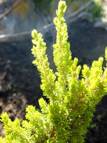 Erica unicolor subsp. georgensis