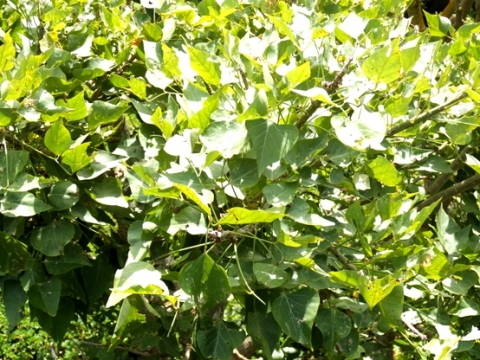 Erythrina caffra leaves